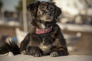 Paws A While Dog Kennels & Cattery