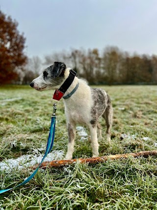 Kirsty's Dog Walking East Molesey