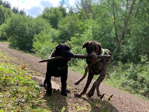 Big Bark Dog Walking