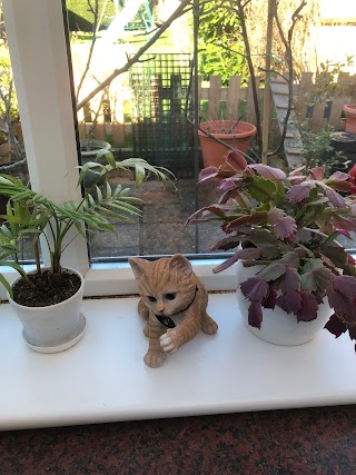 KozyKats Boarding Cattery