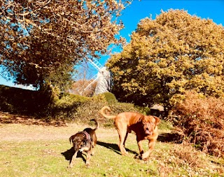 Tigers dog walking