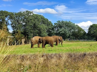 Elephant enclosure