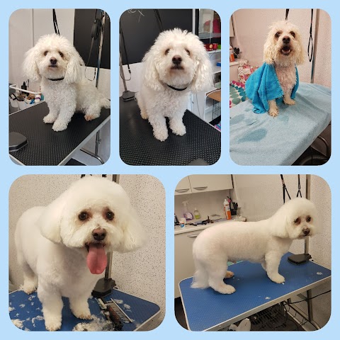 Glamour Pups Dog Grooming Derby
