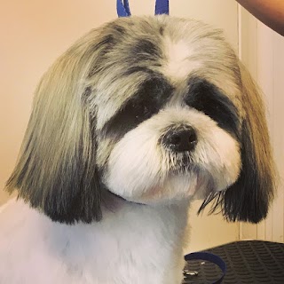 A1K9 Dog Grooming