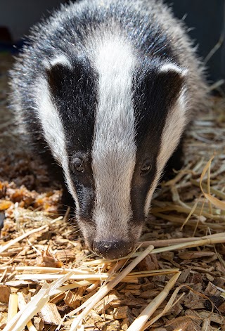 Brent Lodge Wildlife Hospital