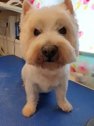 Dashing Dogs Dog Groomer