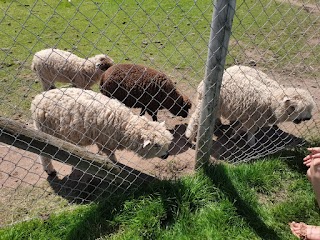 Scotty's Donkeys & Animal Park