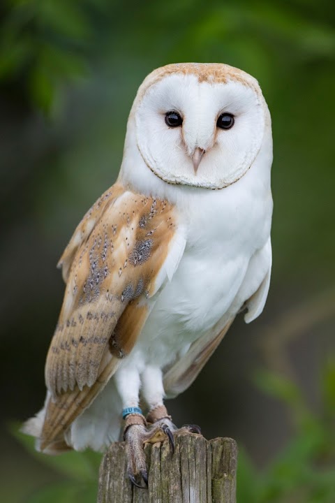 Feathers and Fur Falconry Centre