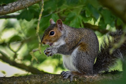 Broadwater Park