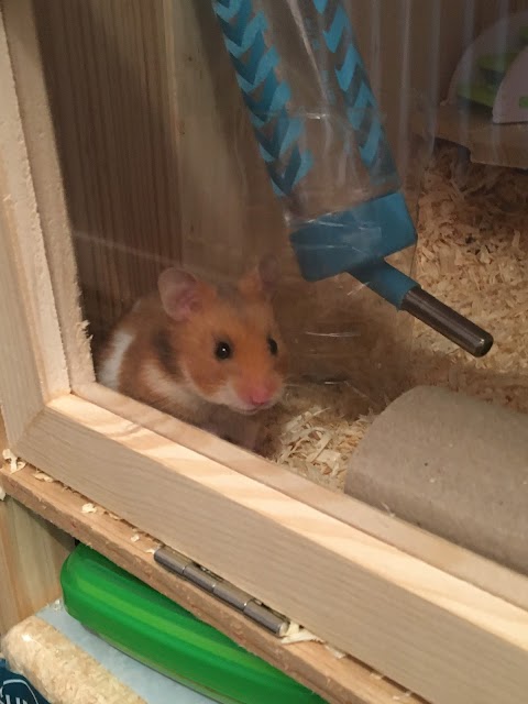 Pets at Home Arbroath