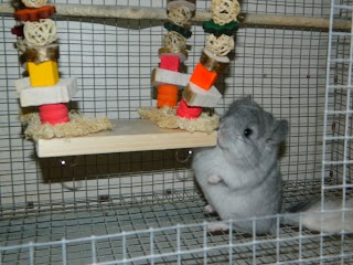 Chinchilla Lady