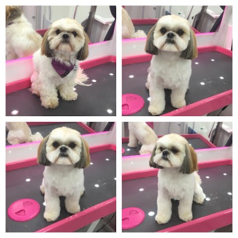 Pawsome Dogs - Dog Grooming Woodley