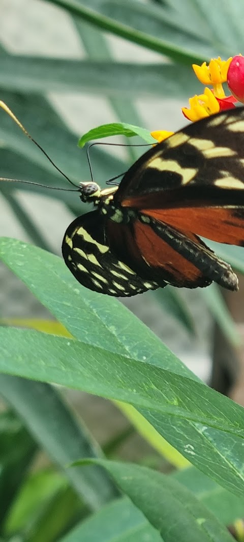 The Nature Reserve at Twycross Zoo