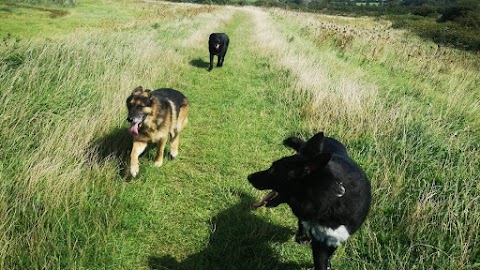 Canine Adventures Dog Walking Services Weston-super-Mare