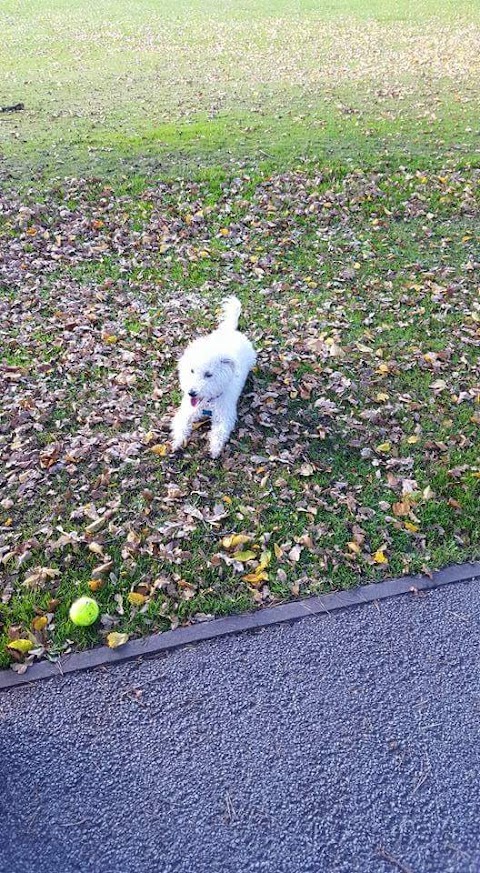 Tiny Paws Dog Walking