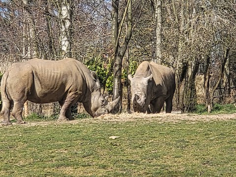 Chessington World of Adventures Resort