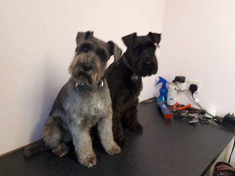 Scruffy Pups Dog Grooming