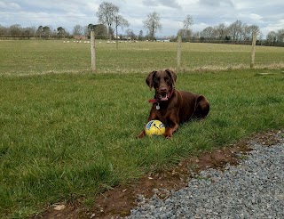 Aldergrove Animals Boarding Kennels & Dog Grooming