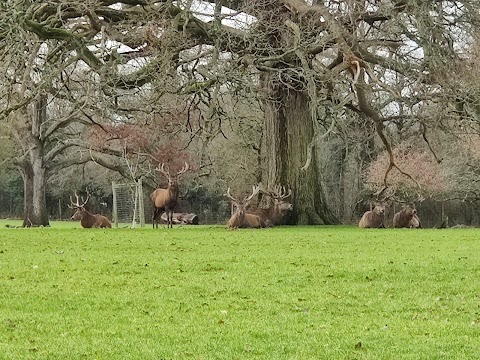 The Deer Park