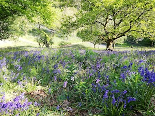 Willow Nursery