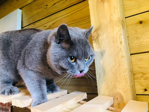 Cattery Cottage