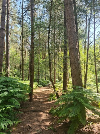 Delamere Forest