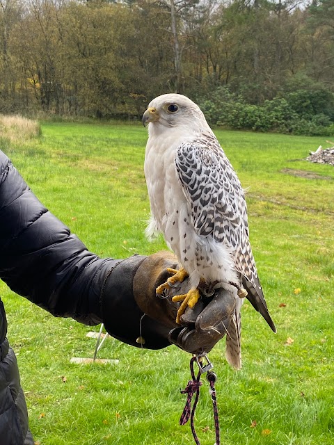 Strathblane Falconry