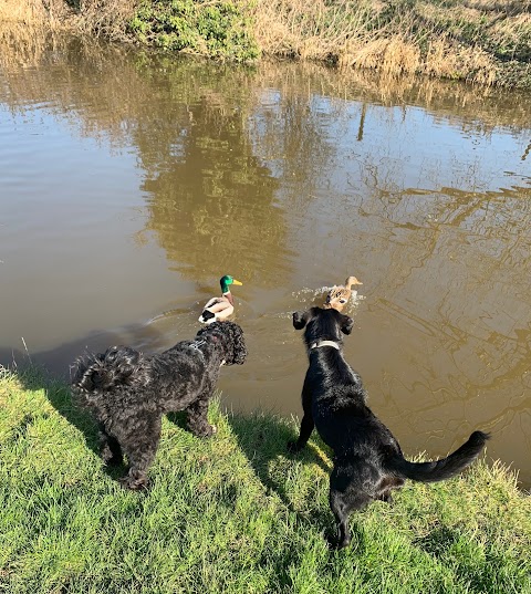 Caldy Valley Dog Walking