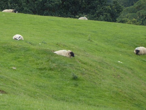 Mount View Farm Kennels and Cattery