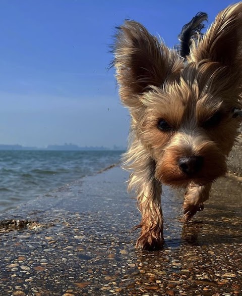 Netley Dogroom