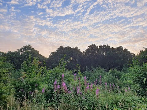 Ruislip Woods