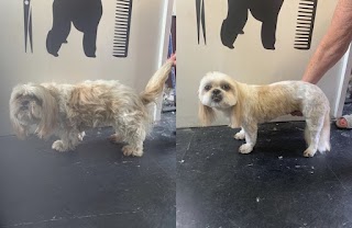 Dog Grooming dog boarding and doggy day care Short Back & Paws