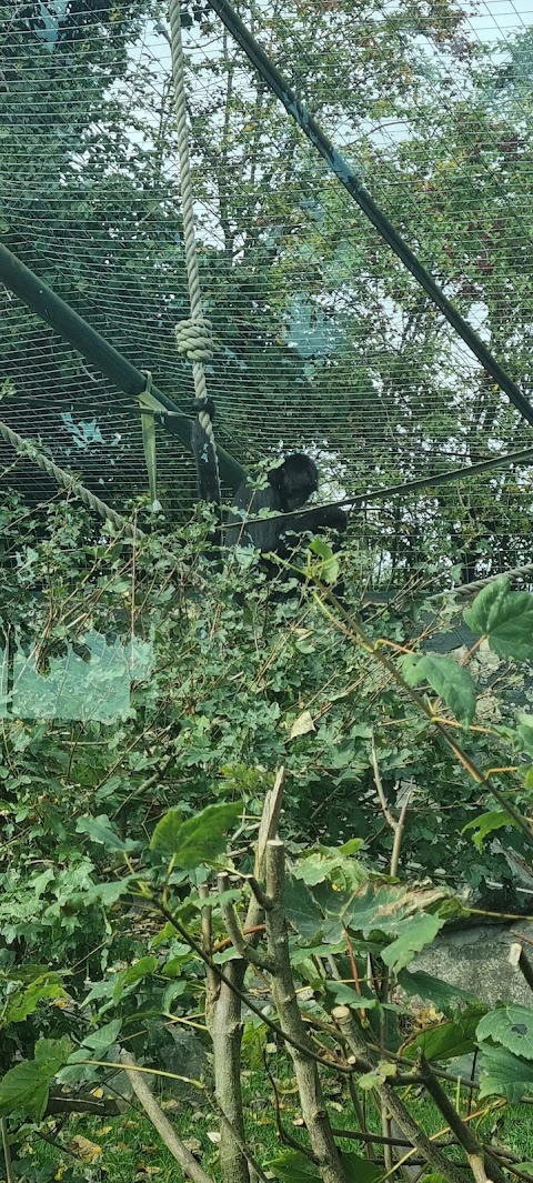 Gibbon Forest at Twycross Zoo