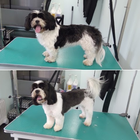 Comb&Collar Dog Grooming