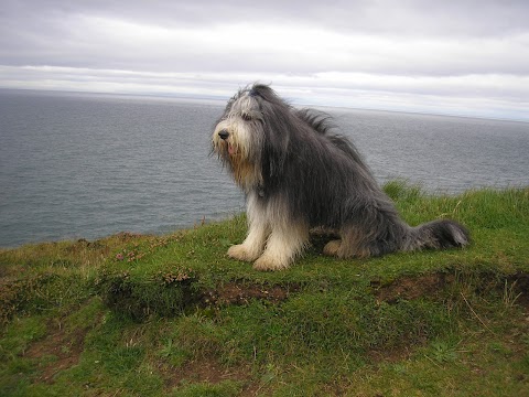 Auntie Ally's Dog Walking