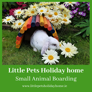 Little Pets Holiday Home Small Animal Boarding