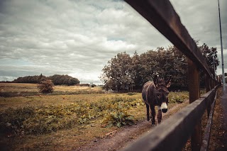 Trim Donkey Family