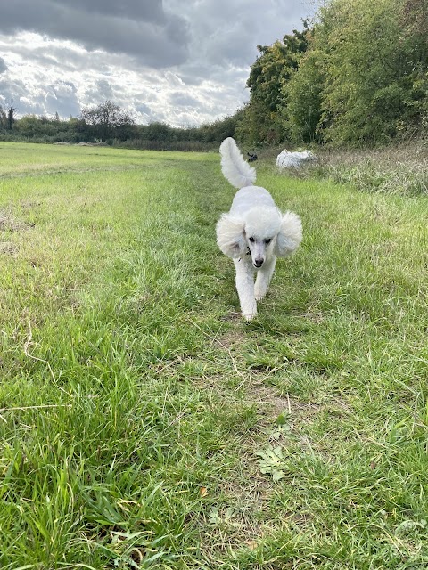 Ash Vale Dog Walking