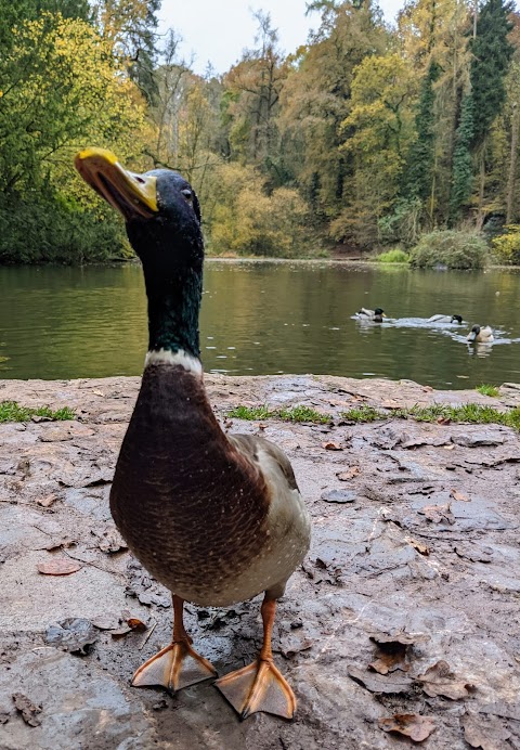 Abbots Pool