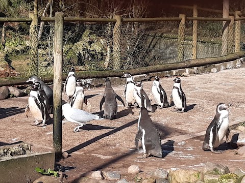 South Lakes Safari Zoo