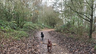 Cheryl's Canine Crew