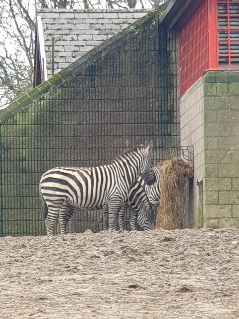 Zebras