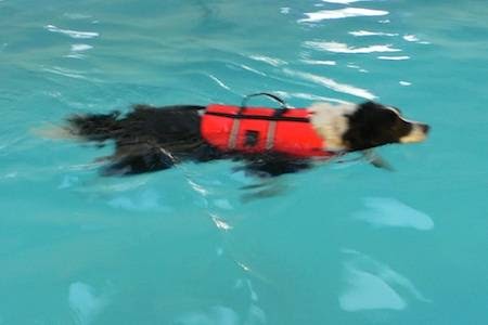 Hydrotherapy - Four Paws, The Wickham Canine Rehabilitation Centre