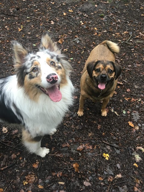 Buddies N Walkies