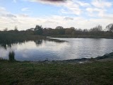 Collier Pool