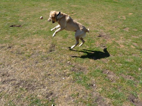 Wynhol Kennels and Cattery