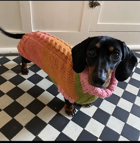 Jersey Dog Knits