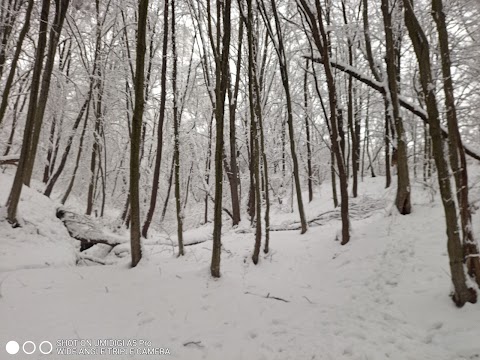 Дендрологічний парк "Дружба"