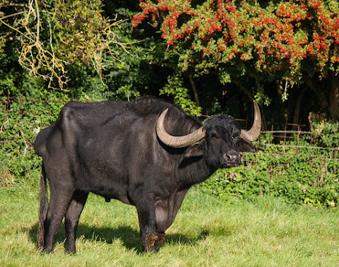 Former Field of Oink the Water Buffalo