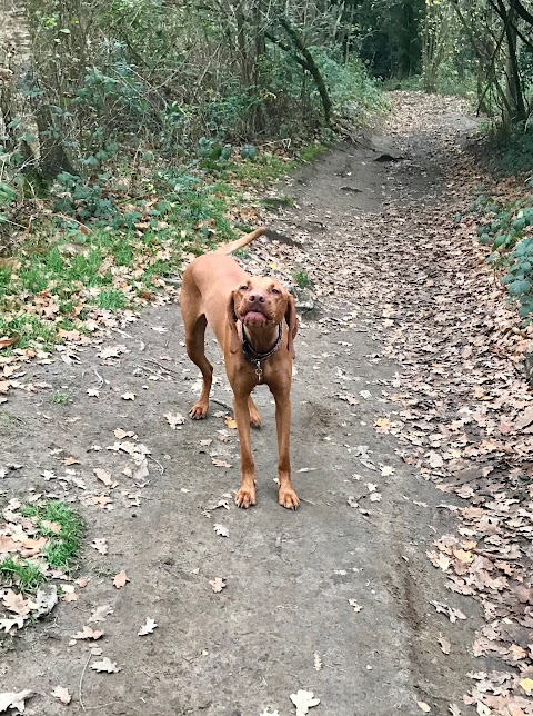 Waggy Trails Dorking - Dog walker and day care